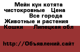 Мейн-кун котята чистокровные › Цена ­ 25 000 - Все города Животные и растения » Кошки   . Липецкая обл.